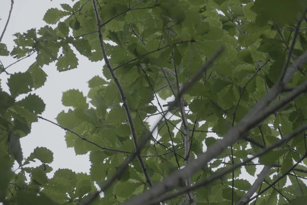 小さな森の貸し切り宿forest-House-Ranapirica Shibetsu  0*, Shibetsu (Nemuro, Hokkaido)