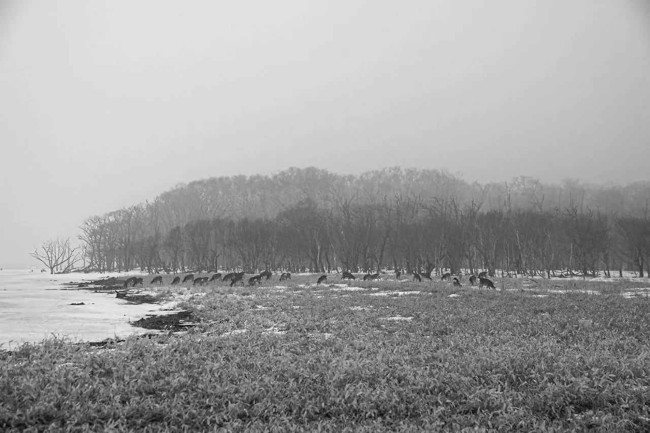 小さな森の貸し切り宿forest-House-Ranapirica Shibetsu  Shibetsu (Nemuro, Hokkaido)
